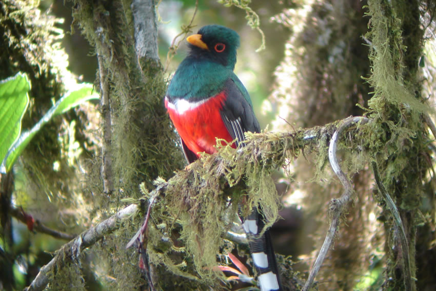 Mindo birdwatching tour