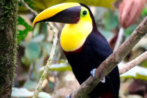mindo birdwatching tour